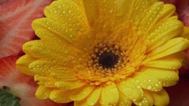 Calendula çiçeği. Marigold çiçekli makro shot. Sarı, güzel bir çiçek. Doğa konsepti. Calendula officinalis. Bahar geldi.