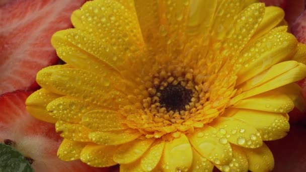 Calendula Blomma Marigold Blomma Makro Skott Gul Vacker Blomma Naturbegreppet — Stockvideo