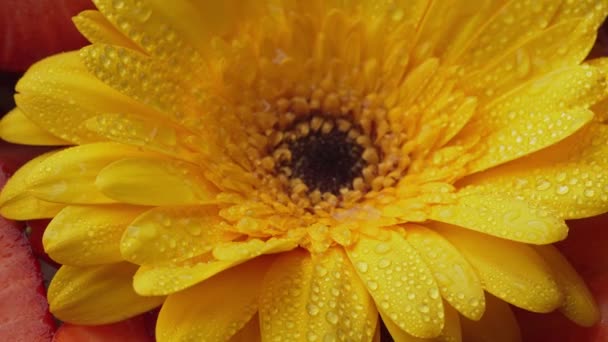 Квітка Календули Макрознімок Квітки Чорнобривця Жовта Квітка Концепція Природи Календула — стокове відео