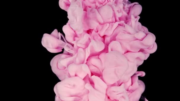 Заспокійливий Візуальний Захват Рожева Фарба Падає Створюючи Які Кольори Повільному — стокове відео