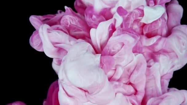粉色和白色的颜料在黑色的底色中滴落在水中 美丽的现代柔和的色彩 动作缓慢 尺寸降至8K — 图库视频影像