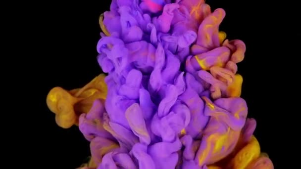 Dynamische Farbfusion Lila Und Gelbe Farbmischung Auf Schwarzem Hintergrund — Stockvideo