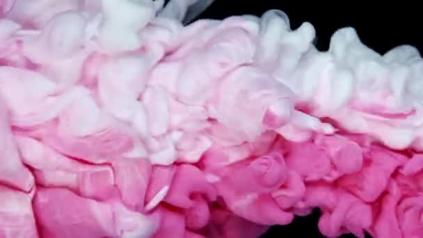 Vernice Acrilica Rosa Bianca Acqua Fiorisce Dissolve Uno Sfondo Bianco — Video Stock