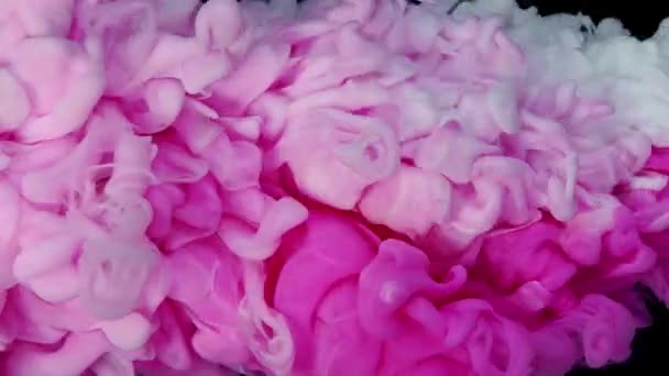 水花中的粉色和白色丙烯酸涂料在白色的背景 美丽的背景 柔和的色彩 缓慢的运动中溶解 — 图库视频影像