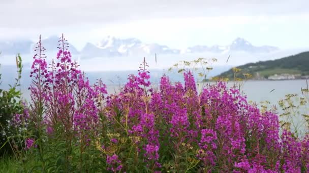 Feld Mit Blumen Einem Sommertag Natur Hintergrund Zeitlupenvideo — Stockvideo