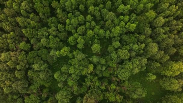 Ранняя Осень Лесу Вид Сверху Воздуха Смешанные Леса Зеленые Хвойные — стоковое видео