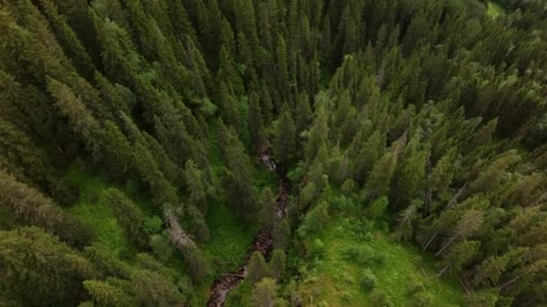 Widok Lotu Ptaka Zielony Letni Las Świerkami Sosnami Norwegii — Wideo stockowe