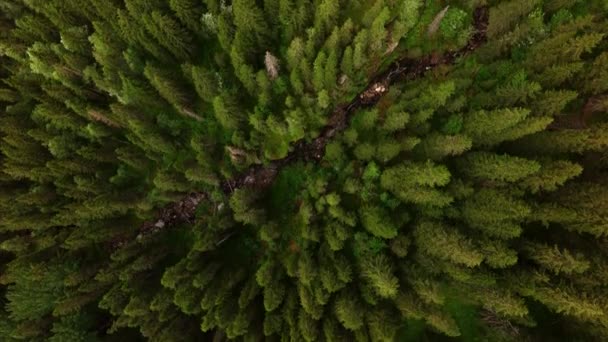 Vista Aérea Floresta Verde Verão Com Abetos Pinheiros Noruega — Vídeo de Stock