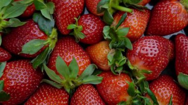 Taze organik çilekler. Yakın plan çilek çalıları, tarlada kırmızı sulu çilek hasadı..