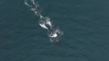 Kuzey Norveç 'te ringa balıklarıyla beslenen büyük erkek balinalar..