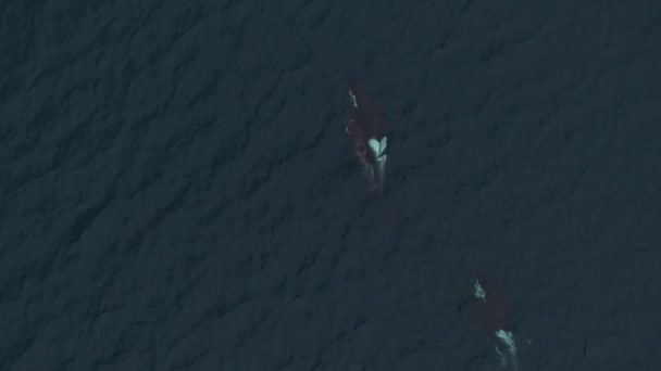 Large Male Orca Feeding Herring Northern Norway — Stock Video