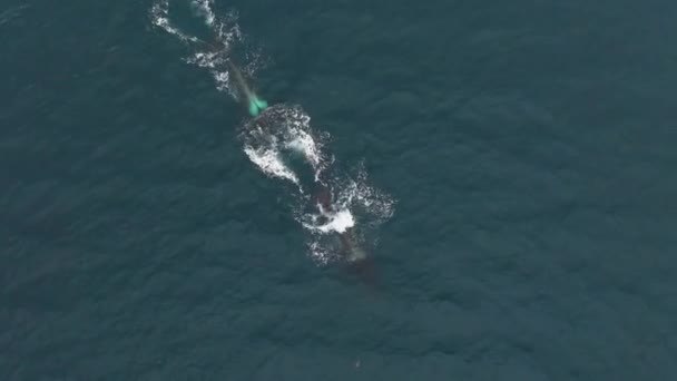 Orca Jantan Besar Memakan Ikan Haring Norwegia Utara — Stok Video