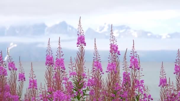 Поле Квітами Літній День Природний Фон Повільне Відео Руху — стокове відео