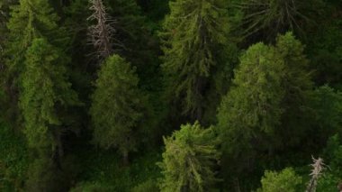 Norveç 'te ladin ve çam ağaçlı yeşil yaz ormanlarının havadan görünüşü.