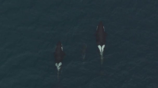 Orca Jantan Besar Memakan Ikan Haring Norwegia Utara — Stok Video