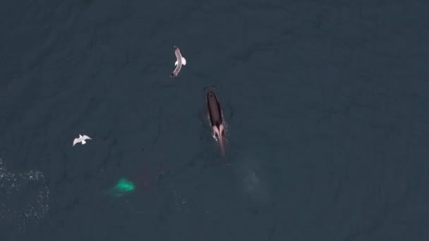 挪威北部的大型公虎鲸以鲱鱼为食 — 图库视频影像