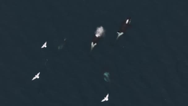Grand Orque Mâle Nourrissant Hareng Nord Norvège — Video