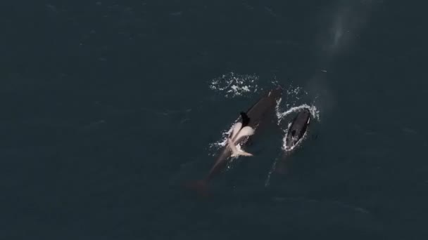 Large Male Orca Feeding Herring Northern Norway — Stock Video