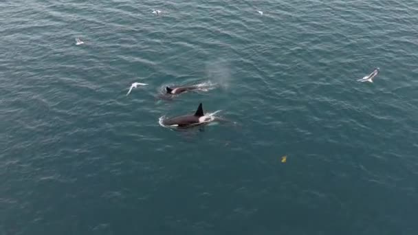 Nagy Hím Orca Táplálkozás Hering Észak Norvégia — Stock videók