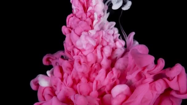 Barva Růžové Kapky Barvy Vodě Světle Bílým Pozadím Abstraktní Mix — Stock video