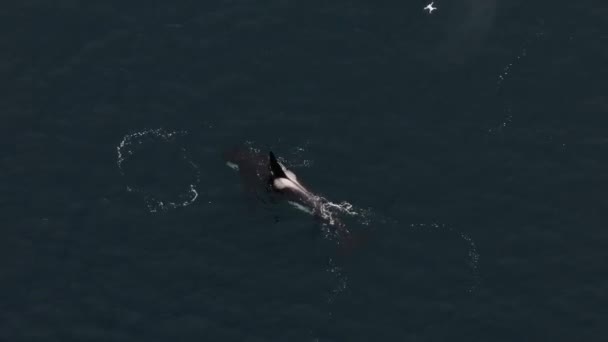 Grande Orca Macho Alimentando Arenque Norte Noruega — Vídeo de Stock