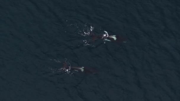 Großer Männlicher Orca Ernährt Sich Von Hering Nordnorwegen — Stockvideo