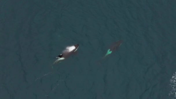 Duża Orka Męska Żywiąca Się Śledziem Północna Norwegia — Wideo stockowe