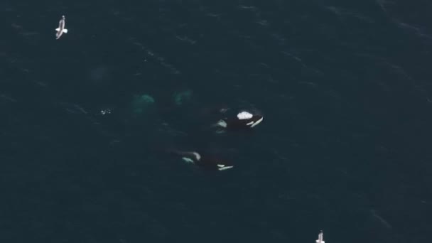 Gran Orca Macho Alimentándose Arenque Norte Noruega — Vídeo de stock
