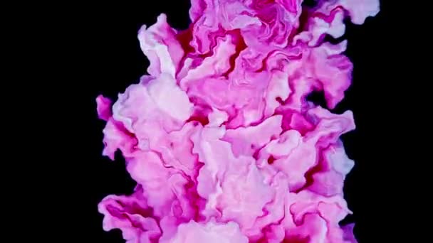 Pintura Acrílica Rosada Blanca Salpicada Agua Contra Fondo Gris Tinta — Vídeos de Stock