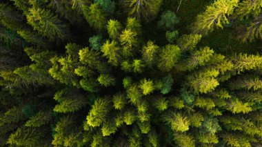 A stunning aerial perspective showcasing a dense green forest that is filled with towering trees reaching high clipart