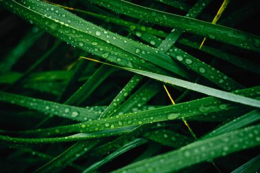 Yakından bakınca parlak yağmur damlalarıyla süslenmiş çimenlerin canlı yeşil yapraklarını görüyoruz.