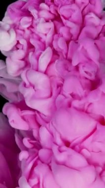 Pink ink dropped in water on white background . High quality 4k footage