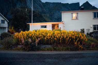Parlak sarı çiçekler ve huzur dolu dağlarla çevrili, geceleri aydınlık bir ev.