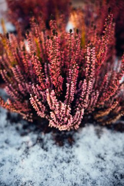 Göz kamaştırıcı ve canlı bir yakın plan karla güzel zıtlaşan narin kenevir çiçeklerini yakalıyor.