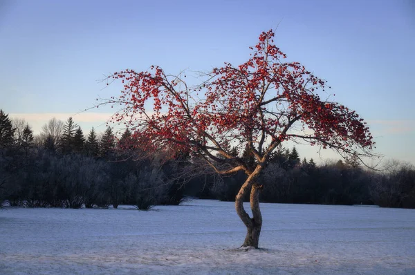Red on blue. A lonely tree with red fruits amid a snowy meadow. Frederick Heubach Park, Winnipeg, Manitoba, Canada.