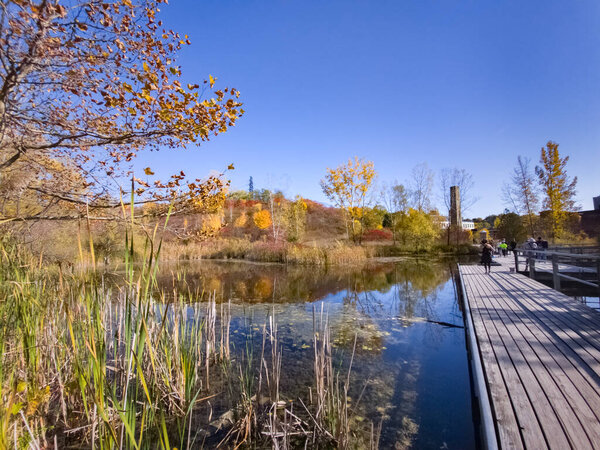 Autumn view of Weston Family Quarry Garden, a part of Torontos Valley Brick Works historic site, with a pond reflecting pale reed and colorful green yellow orange red brown autumn trees under blue
