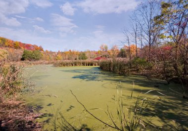 Soluk sazlıklarla çevrili yeşil yosunlarla dolu bir gölet ile sonbahar manzarası ve arka plandaki bir tepede renkli yeşil turuncu kahverengi sonbahar ağaçları..