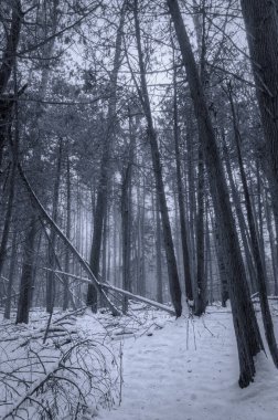 Puslu bir perspektifle birbirine yaslanmış çıplak uzun ağaçların olduğu bir kış ormanı manzarası..