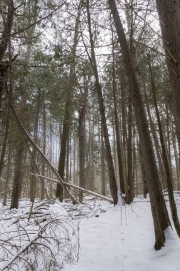 Puslu bir perspektifle birbirine yaslanmış çıplak uzun ağaçların olduğu bir kış ormanı manzarası..