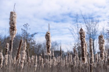 Nature gems - fluffy white and brown bulrush cattail tops against a blue sky with white clouds. clipart