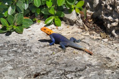 Male Peters Rock Agama, also known as the Red Headed Agama lizard seen in a park in Miami, Florida. Peters rock agamas were introduced in Florida via the pet trade as either escaped or released pets clipart