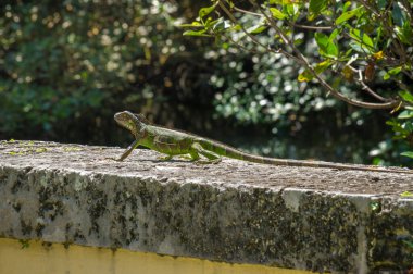 Yeşil iguana kertenkelesi, Florida, Miami 'deki bir parkta yeşil ağaç dallarının önünde taş bir korkulukta..