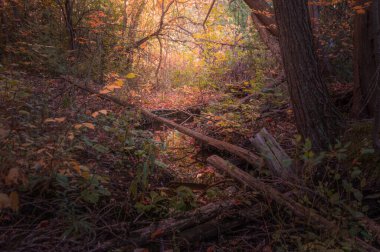 Küçük bir derenin sonbahar manzarası sık ormanlarda gizlenmiş yeşil sarı kırmızı kahverengi yapraklarla derenin karşısında bir kütük ile.