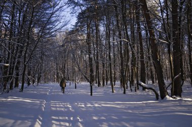 Sıcak giyimli bir adam, kar kaplı bir parkta dar bir yolda yürüyor. Kış akşamında güneş ışığı, ağaçların gölgelerini beyaz karların üzerine düşürüyor..
