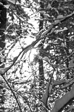 Kış günbatımı karla kaplı bir parkta, güneş ışığı ağaçların çıplak dallarından süzülerek karlara gölge düşürüyor..