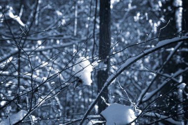 Kış günbatımı karla kaplı bir parkta, güneş ışığı ağaçların çıplak dallarından süzülerek karlara gölge düşürüyor..