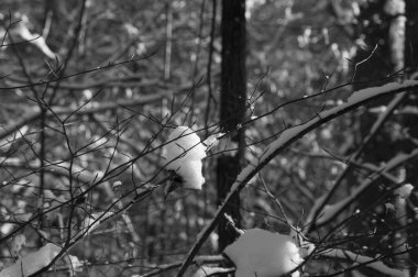 Kış günbatımı karla kaplı bir parkta, güneş ışığı ağaçların çıplak dallarından süzülerek karlara gölge düşürüyor..