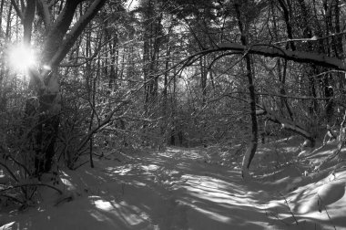 Kar kaplı bir parkta dar bir patika bir kış akşamında, güneş ışığı beyaz karların üzerine ağaçların gölgelerini düşürüyor..