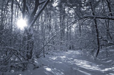 Kar kaplı bir parkta dar bir patika bir kış akşamında, güneş ışığı beyaz karların üzerine ağaçların gölgelerini düşürüyor..