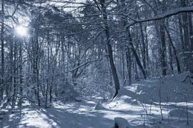 Kar kaplı bir parkta dar bir patika bir kış akşamında, güneş ışığı beyaz karların üzerine ağaçların gölgelerini düşürüyor..